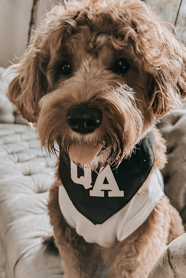 Varsity Pet Bandana